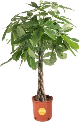 Money tree large - money, indoor