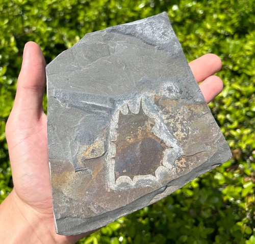 Rare tuzoia arthropod fossil - tuzoia,