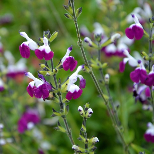 Salvia amethyst lips - lips, in
