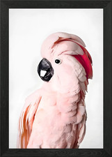 Pink Cockatoo Portrait Framed