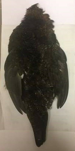 Full grouse skin - grouse,