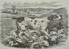 c1893 Antique Dog Print THE