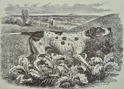 C1893 antique dog print the - c1893,