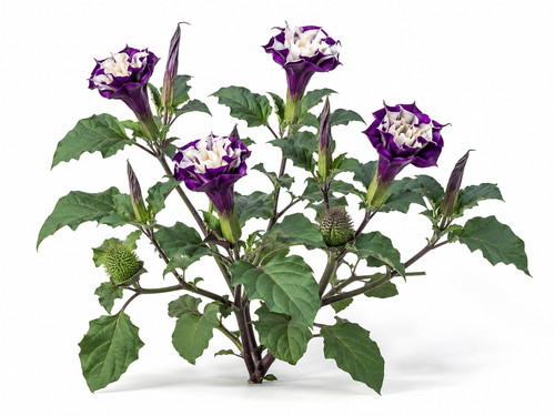 Datura metel fastuosa seeds - datura,