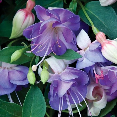 Fuchsia plants different - fuchsia,