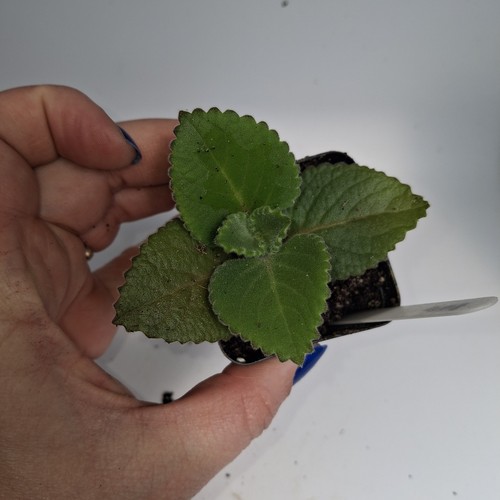 Cuban oregano live plant - cuban,