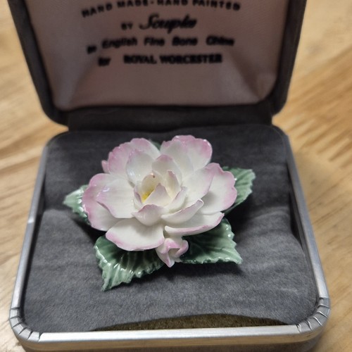 Vintage royal worcester - royal, bone