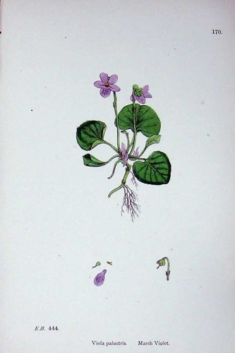Old antique print - antique, botany