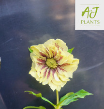 Helleborus orientalis Double