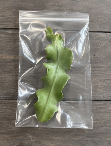 Epiphyllum guatemalense curly - guatemalense,