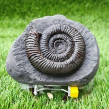 Large dactylioceras ammonite - large,