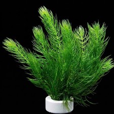 Hornwort bunch live - hornwort,