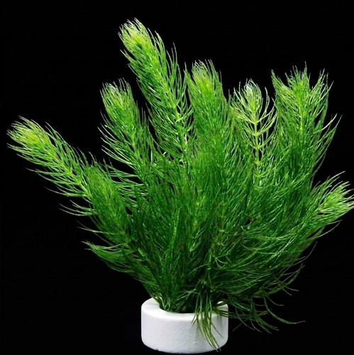 Hornwort bunch live - bunch,