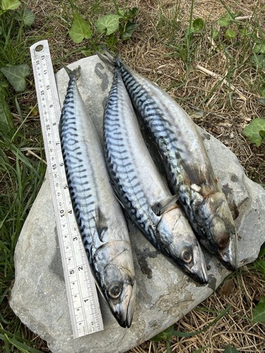 Mackerel frozen pike bait - mackerel,