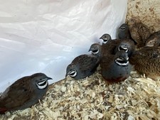 ?13❎ Original colour Chinese painted quail’s Egg 3 Extra! ❇️FreeShipping ✅