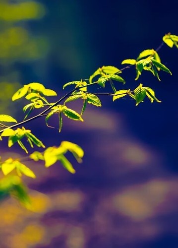 Springtime tree branch premium - springtime,