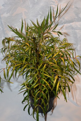 Mahonia soft caress - mahonia, caress’