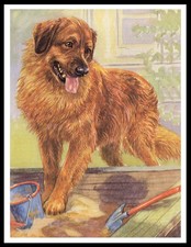 LEONBERGER LOVELY DOG ART