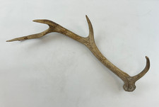 Natural Deer Antler Taxidermy Replica Home Decor Horn Display Piece