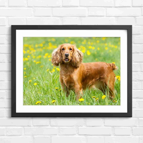 Cute red cocker - cocker, dog