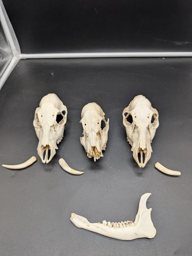British cwd bucks trio - cwd,