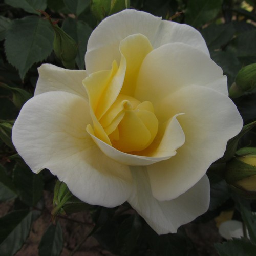 Alister stella gray 5 - stella,