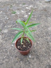 Young Peach Plant Around One