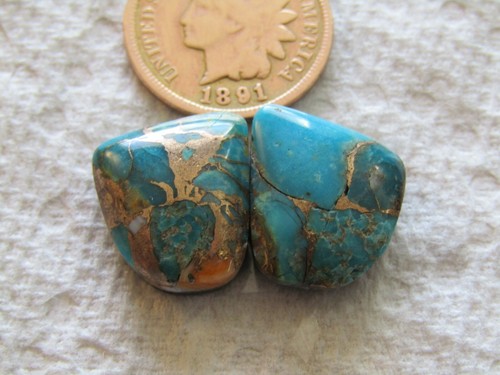 Spiny oyster shell mojave - oyster,