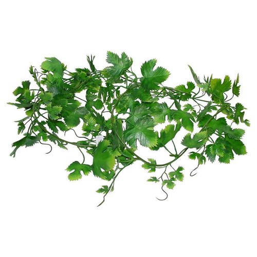 Lucky reptile grape leaf vine - lucky,