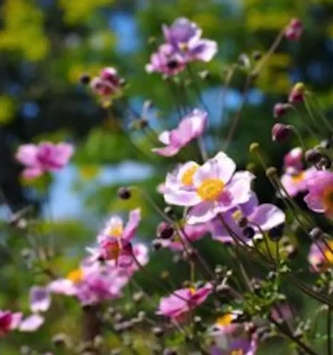 Pink japanese anemone seeds - pink,
