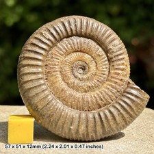 Very Rare Dactylioceras