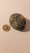 Flint Echinoid Fossil
