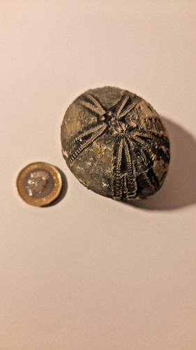 Flint echinoid fossil - flint,