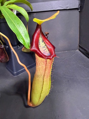Nepenthes singalana - , x