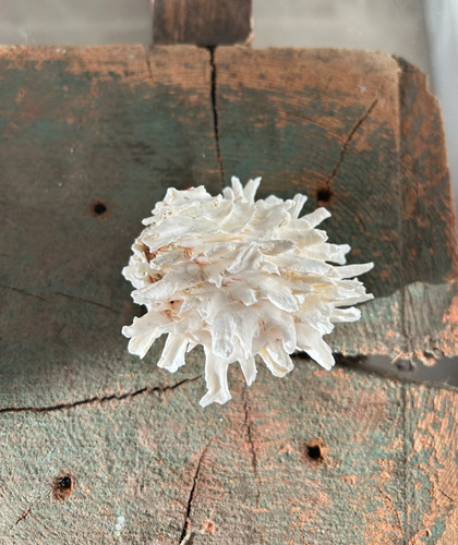 Rare conch shell - clam, cm