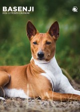 Basenji Calendar 2026 – A