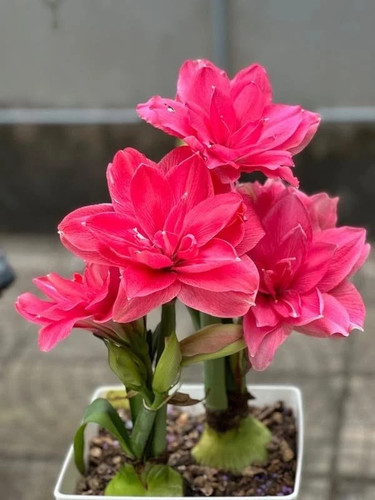 Imported amaryllis lily dark - amaryllis,