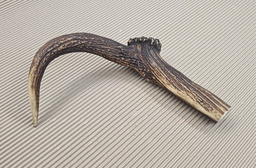 Beautiful deer antler - deer,