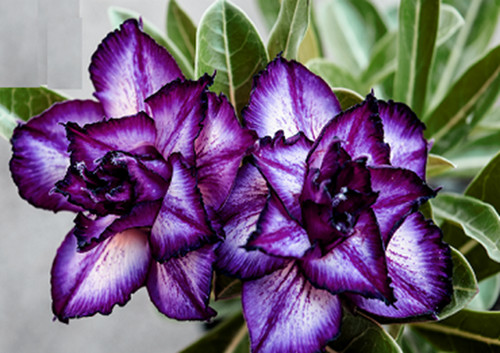 100 purple adenium obesum - 100, x