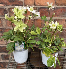 Helleborous niger Praecox