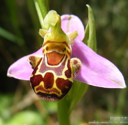 The rare ophrys apifera bee - rare, (bee