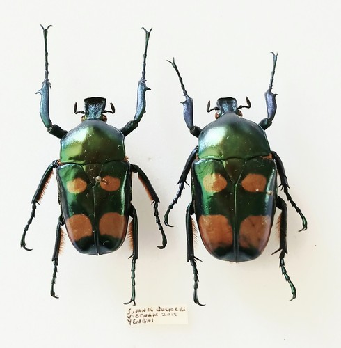 Jumnos ruckeri metallic green - jumnos,