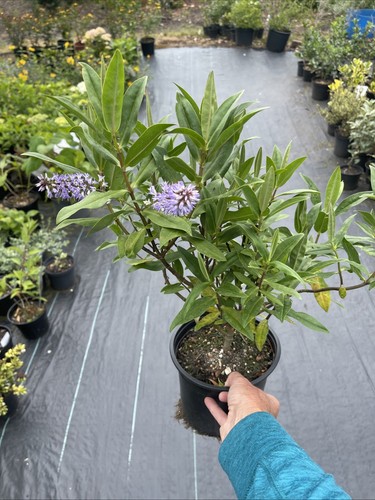 Hebe midsummers beauty - midsummers, lilac