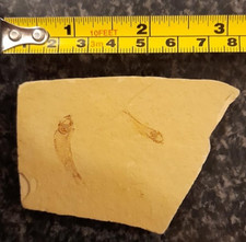 estimated 100-120 million yrs