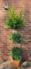 6 FT Cupressocyparis leylandii