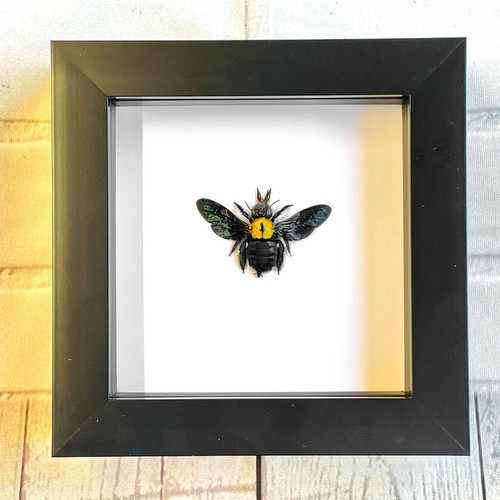 The yellow spot carpenter bee - the,