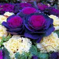 KALE PEACOCK MIXED F1 AND CABBAGE ORNAMENTAL NAGOYA MIX F1 20/40 SEEDS TO CHOOSE