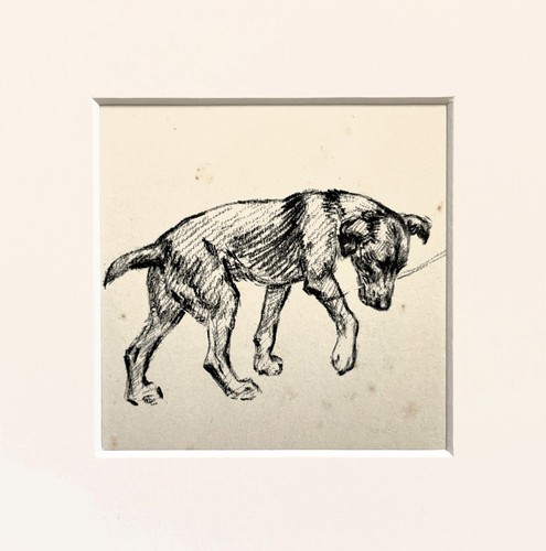 Mongrel puppy dog sketch - , print