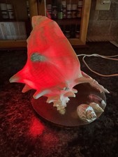 Unique designs conch - designs,