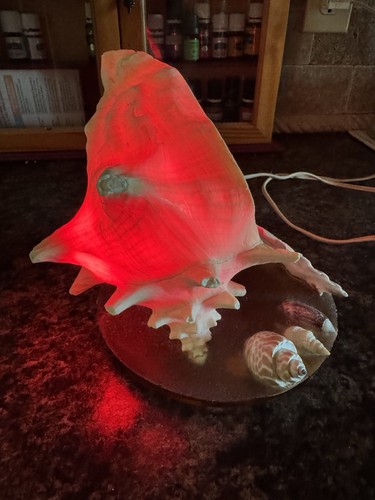 Unique designs conch sea shell - unique,